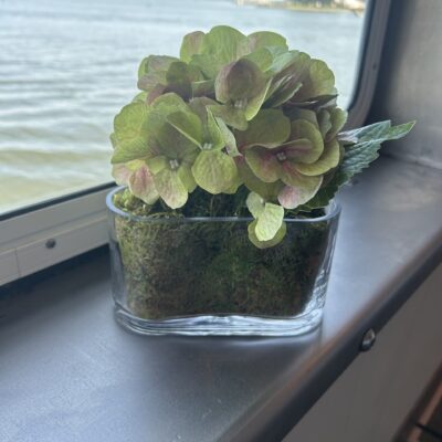 Green Hydrangea in an Oval Glass Vase